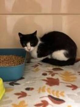 Berlin -  Domestic Short Hair Cat for Adoption in Lake Tapwingo, Missouri - Berlin | PetCurious