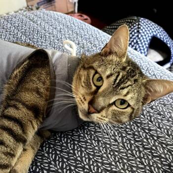 Sno Cone -  Domestic Short Hair Cat for Adoption in Orlando, Florida - Sno Cone | PetCurious