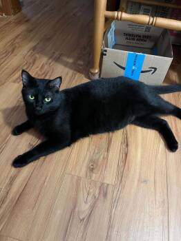 Javier -  Domestic Short Hair Cat for Adoption in Cary, North Carolina - Javier | PetCurious