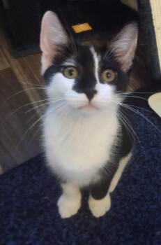 Trash Panda -  Domestic Short Hair Cat for Adoption - Trash Panda | PetCurious