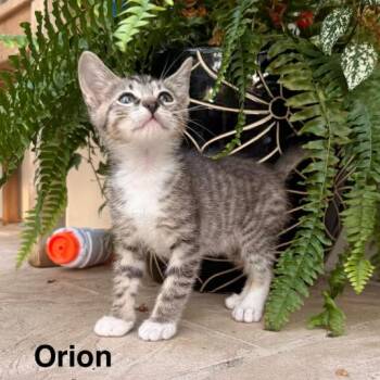 Orion -  Domestic Short Hair Cat Available for Adoption in NEW PT RICHEY, Florida - Orion | PetCurious
