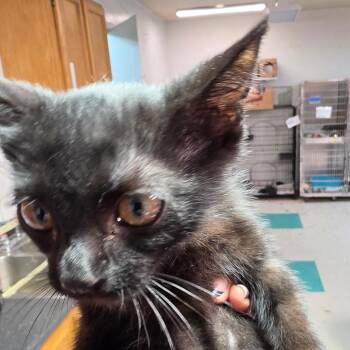 Benster -  Domestic Short Hair Cat for Adoption in Leander, Texas - Benster | PetCurious