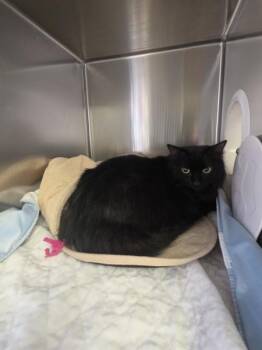 Domestic Medium Hair Cats Available for Adoption in Cleveland, Tennessee - Beauty | PetCurious