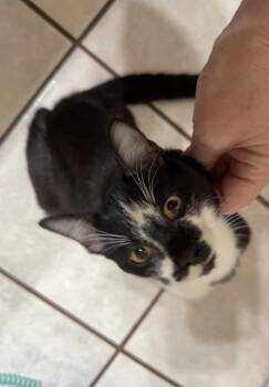 Rescue Domestic Short Hair Cats for Adoption in Edmond, Oklahoma - Miller | PetCurious