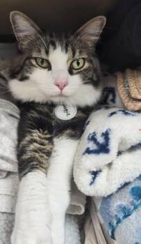 Margret -  Domestic Medium Hair Cat for Adoption in Tucson, Arizona - Margret | PetCurious