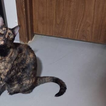 Dart -  Domestic Short Hair Cat for Adoption in Iowa Falls, Iowa - Dart | PetCurious