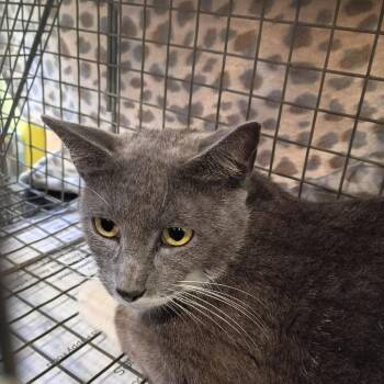 Westview -  Domestic Short Hair Cat for Adoption in Lynchburg, Virginia - Westview | PetCurious
