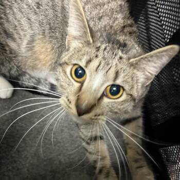 Domestic Short Hair Cats Available for Adoption in Lenexa, Kansas - Quillie | PetCurious