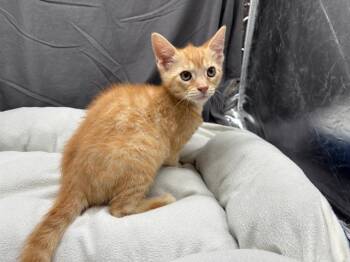 A122064 -  Domestic Short Hair Cat for Adoption in Grovetown, Georgia - A122064 | PetCurious