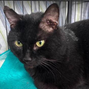 General -  Domestic Short Hair Cat for Adoption in Gordonsville, Tennessee - General | PetCurious