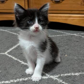 Sprite Fizz 17 -  Domestic Short Hair Cat for Adoption in Austin, Texas - Sprite Fizz 17 | PetCurious