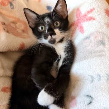 Clyde -  Domestic Short Hair Cat for Adoption in Jupiter, Florida - Clyde | PetCurious
