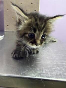 61687573 -  Domestic Medium Hair Cat for Adoption in El Paso, Texas - 61687573 | PetCurious