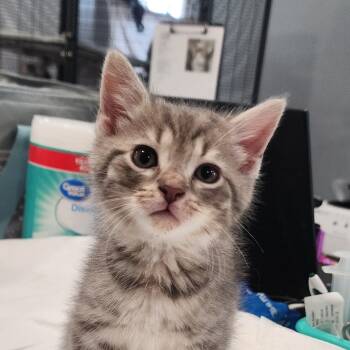 Rescue Domestic Short Hair Cats for Adoption in Muncie, Indiana - Hamster | PetCurious
