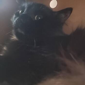 Checkers -  Domestic Short Hair Cat for Adoption - Checkers | PetCurious