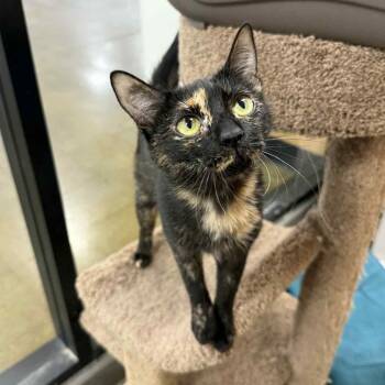 Rescue Tortoiseshell and Domestic Short Hair Cats for Adoption in Antioch, California - Alyza | PetCurious