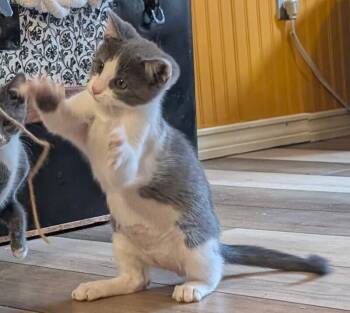 Domestic Short Hair Cats Available for Adoption in Fort Collins, Colorado - Biff Tannen | PetCurious