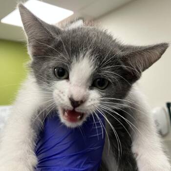 Espeon -  Domestic Short Hair Cat for Adoption in Las Cruces, New Mexico - Espeon | PetCurious