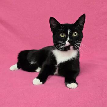 Frankie -  Domestic Short Hair Cat for Adoption in Frankfort, Indiana - Frankie | PetCurious