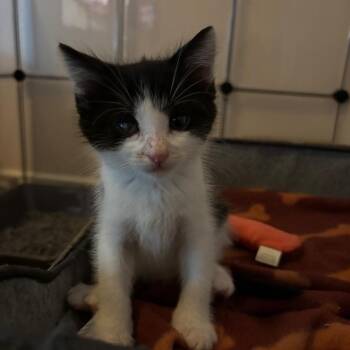 Gingham -  Domestic Short Hair Cat for Adoption in Westminster, California - Gingham | PetCurious