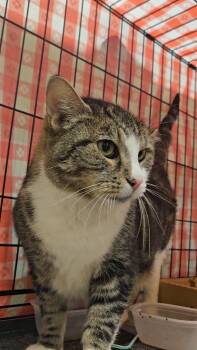 Rescue Domestic Short Hair Cats for Adoption in New York, New York - Patience N ~ Gentle Golden Girl | PetCurious