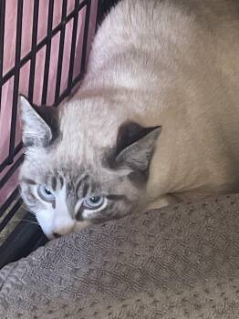 Dusty -  Siamese Cat for Adoption in Billings, Montana - Dusty | PetCurious