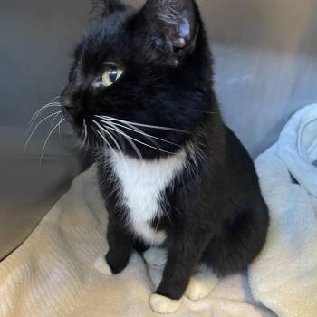 Domestic Short Hair Cats Available for Adoption in Bristol, Indiana - Ruthie | PetCurious