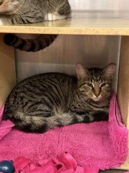 Date -  Domestic Short Hair Cat for Adoption in Cleveland, Ohio - Date | PetCurious