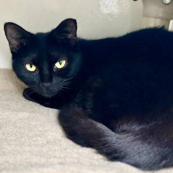Coco Jones -  Domestic Short Hair Cat for Adoption in Austin, Texas - Coco Jones | PetCurious