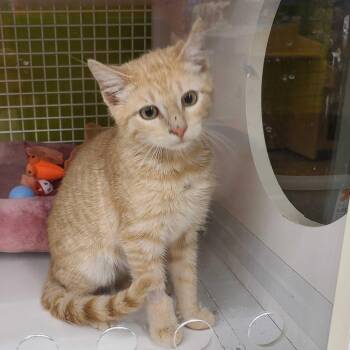 Domestic Short Hair Cats Available for Adoption in Tallahassee, Florida - Chevy | PetCurious