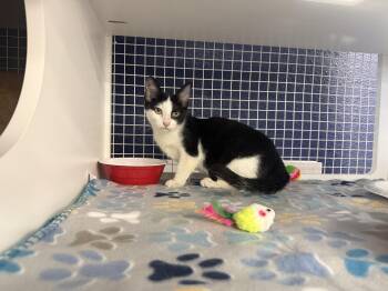 August -  Domestic Short Hair Cat for Adoption in Oceanside, California - August | PetCurious