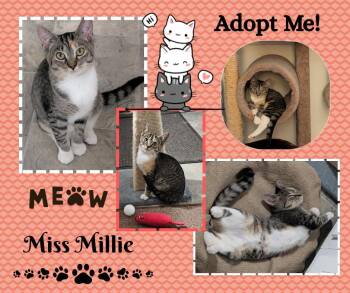 Rescue American Shorthair Cats for Adoption in Paris, Illinois - Miss Millie | PetCurious