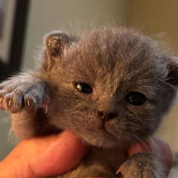 Gladiator -  Domestic Short Hair Cat for Adoption in Troy, Virginia - Gladiator | PetCurious