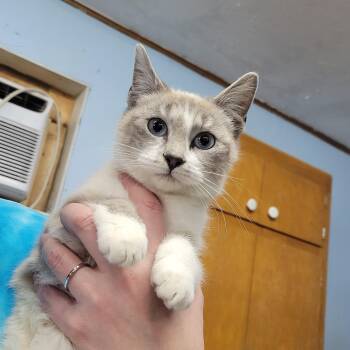 Domestic Short Hair Cats Available for Adoption - Powder Puff | PetCurious