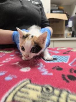 Marmalade -  Domestic Short Hair Cat for Adoption in Westland, Michigan - Marmalade | PetCurious