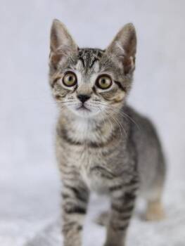 Bug -  Domestic Short Hair Cat for Adoption in Lewisburg, Tennessee - Bug | PetCurious