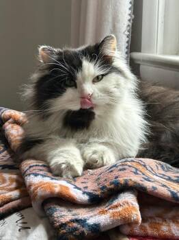 Domestic Long Hair Cats Available for Adoption - Glen | PetCurious