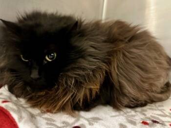 Rescue Domestic Long Hair and Domestic Short Hair Cats for Adoption in Yakima, Washington - Puff | PetCurious