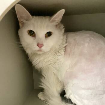 Rescue Domestic Medium Hair Cats for Adoption in Reno, Nevada - Rolex | PetCurious