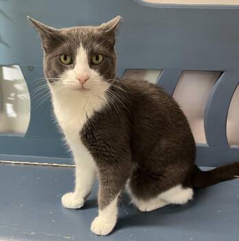 WILLA (CR-SC) -  Domestic Short Hair Cat for Adoption in Sainte-angèle-de-monnoir, Quebec - WILLA (CR-SC) | PetCurious