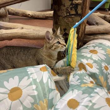 Janice -  Domestic Short Hair Cat for Adoption in Glenwood Springs, Colorado - Janice | PetCurious