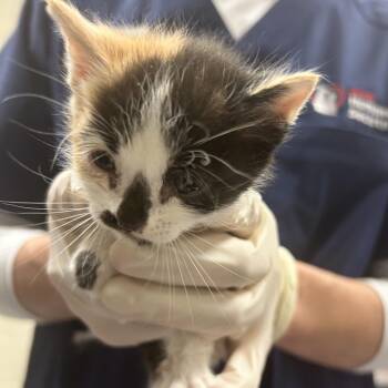 Bubbles -  Domestic Short Hair Cat for Adoption in Reno, Nevada - Bubbles | PetCurious