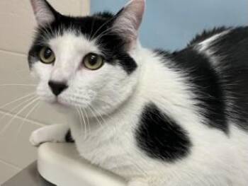 Chip -  Domestic Short Hair Cat for Adoption in Woodbury, Minnesota - Chip | PetCurious