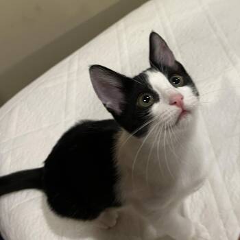 Bandit -  Domestic Short Hair Cat for Adoption in Seattle, Washington - Bandit | PetCurious