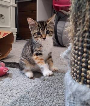 Lacey -  Domestic Short Hair Cat for Adoption in North Babylon, New York - Lacey | PetCurious