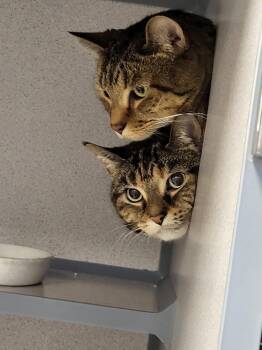 Smitten -  Domestic Short Hair Cat for Adoption in Liverpool, New York - Smitten | PetCurious