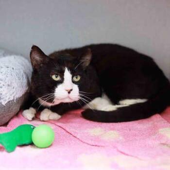 Domestic Short Hair Cats Available for Adoption in Atlanta, Georgia - Burt | PetCurious