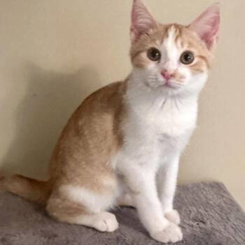 Tucker -  Domestic Short Hair Cat for Adoption in Peachtree City, Georgia - Tucker | PetCurious