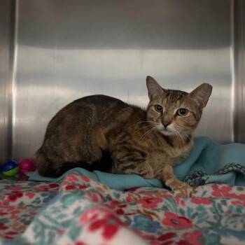Domestic Short Hair Cats Available for Adoption in Lakeland, Florida - Confetti | PetCurious