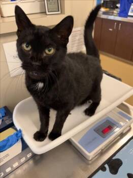 WHISPURR -  Domestic Short Hair Cat for Adoption in Derwood, Maryland - WHISPURR | PetCurious
